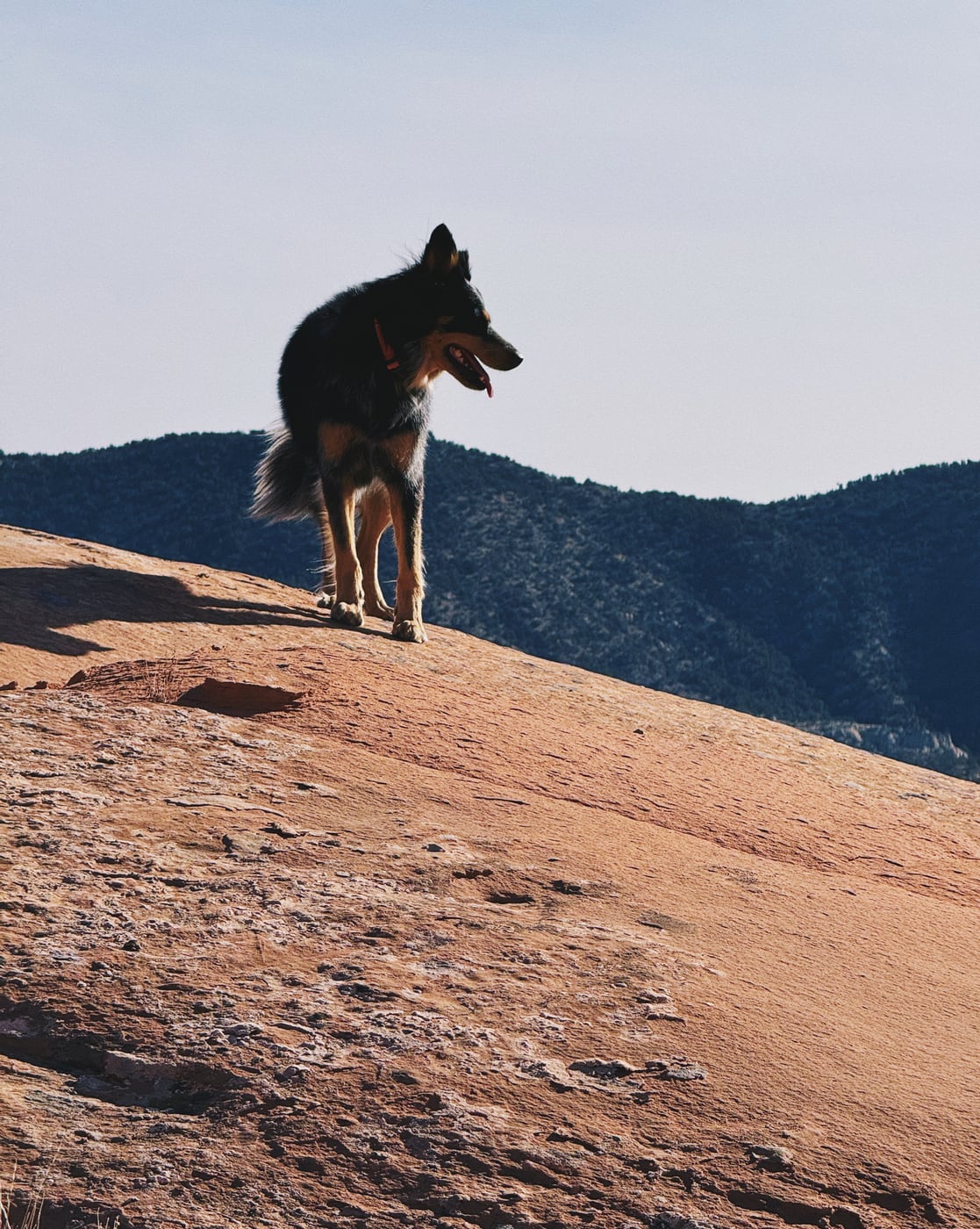 Silhouette of a black and brown dog named “Chama” standing on a sunlit sandstone rock with mountains in the background.