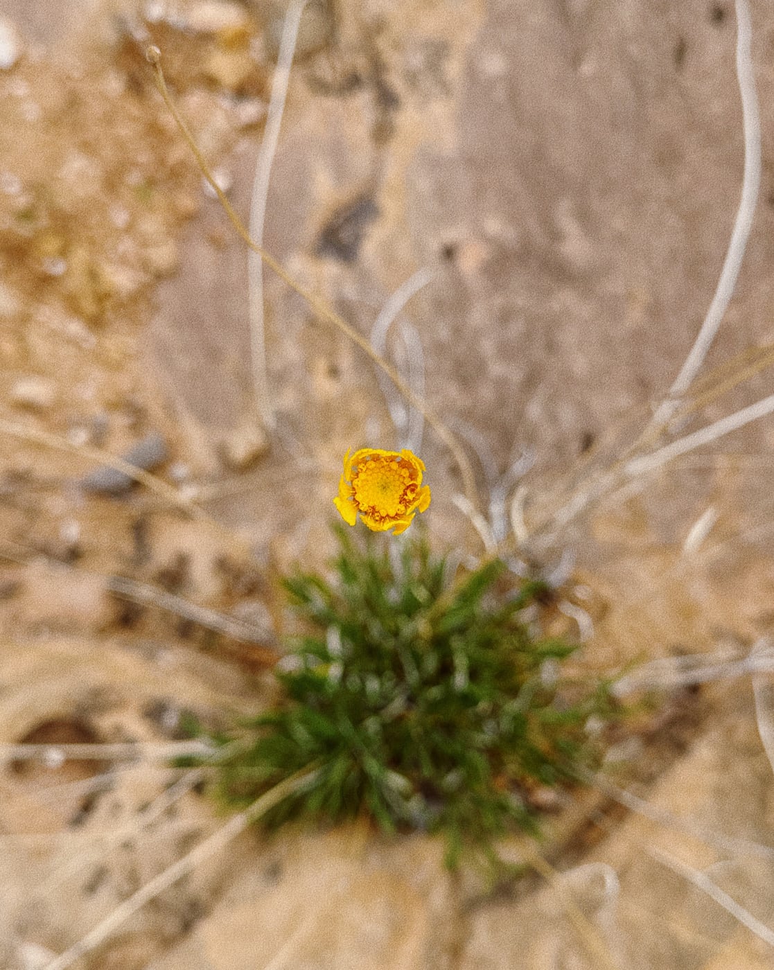 Close-up of a small yellow wildflower growing from a patch of green grass on a sandy and rocky surface.