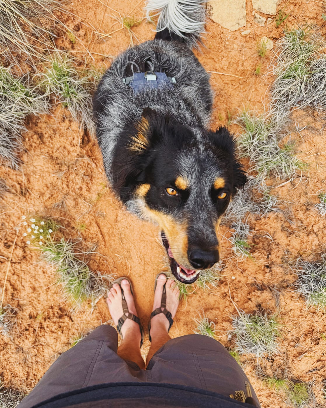 Top-down view of a black and brown dog named Chama. She has a fluffy tail and looking up at the camera while sitting on a dirt path next to a person’s legs and feet in sandals.