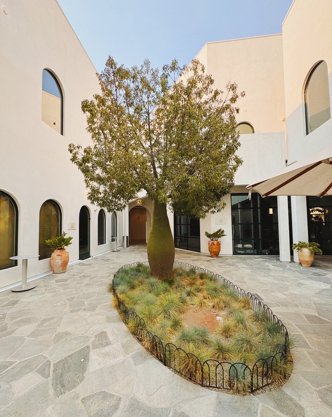 Courtyard with a large tree surrounded by grass, enclosed by a small metal fence, with white buildings in the background.